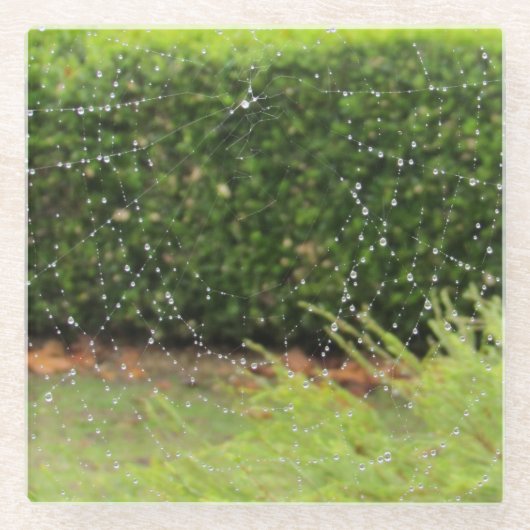Untersetzer aus Glas - Spinnflechte mit Regentropf (Vorderseite)