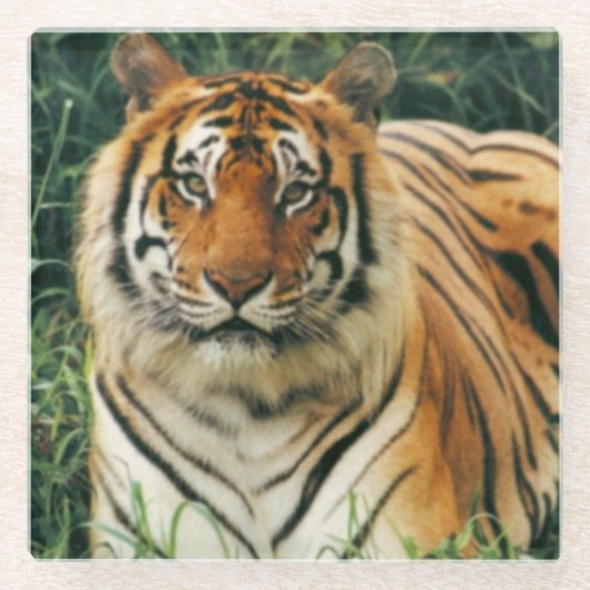 Untersetzer aus Glas/Tiger (Vorderseite)