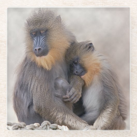 Untersetzer aus Mandrill und Young Glass (Vorderseite)
