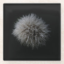 Untersetzer aus weißem Dandelon