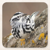 Untersetzer "Black and White Warbler Drink" (Vorderseite)