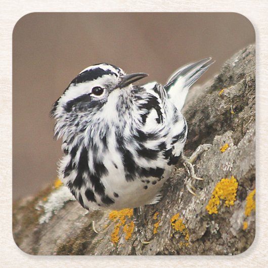 Untersetzer "Black and White Warbler Drink" (Vorderseite)