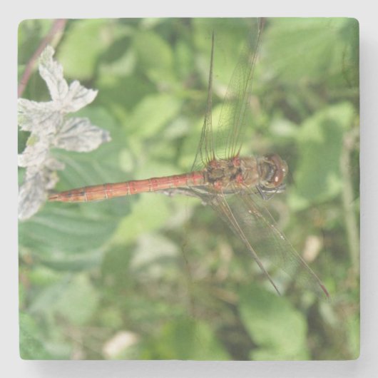 Untersetzer Darter Dragonfly (Vorderseite)