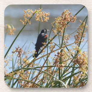 Untersetzer der rotgeflügelten Amsel