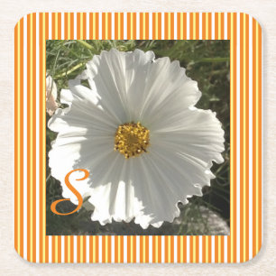 Untersetzer des Weißkosmos