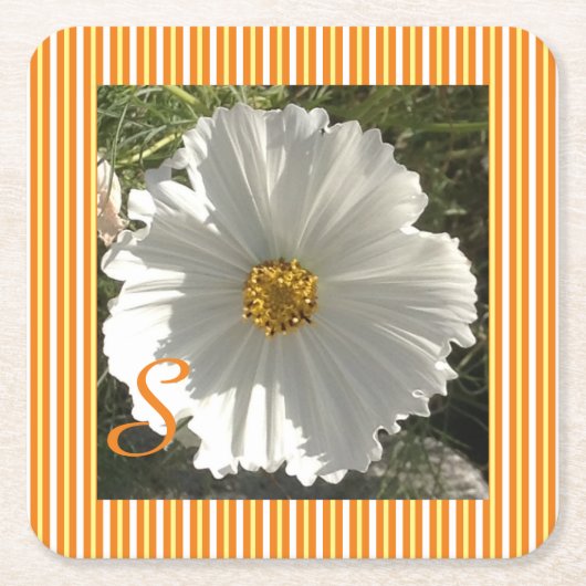 Untersetzer des Weißkosmos (Vorderseite)