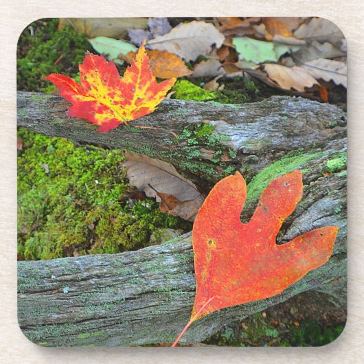 Untersetzer für Herbstleaf (Vorderseite)