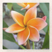 Untersetzer, Glas - Plumeria Glasuntersetzer (Vorderseite)