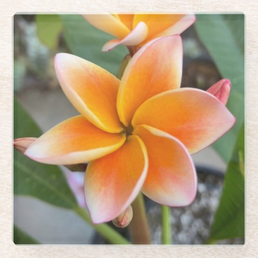 Untersetzer, Glas - Plumeria Glasuntersetzer (Vorderseite)