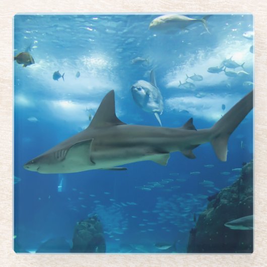 Untersetzer-Haie aus Glas Glasuntersetzer (Vorderseite)