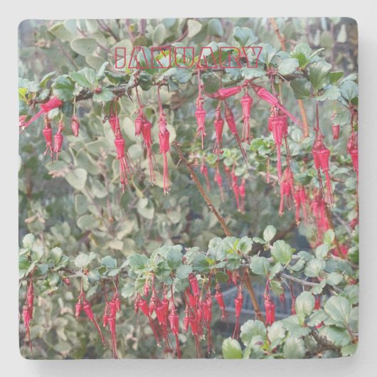 UNTERSETZER KALIFORNIEN: JANUAR (Vorderseite)