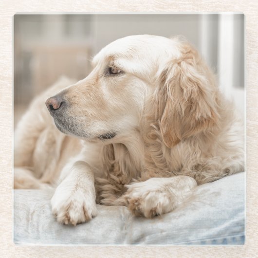 Untersetzer mit Portrait des Goldenen Retriever (Vorderseite)