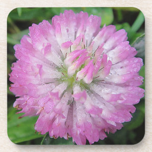 Untersetzer rosa Cloverblossom mit Wassertropfen