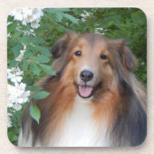 Untersetzer - Set 6 - mit Sheltie (Vorderseite)