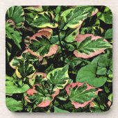 Untersetzer Set, CHAMELEON PFLANZE/GRÜNE UND PINK (Vorderseite)