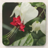 Untersetzer-Set für tropische Blume Getränkeuntersetzer (Vorderseite)