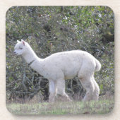 Untersetzer Set - Weißer Alpaca (Vorderseite)