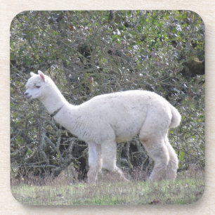 Untersetzer Set - Weißer Alpaca