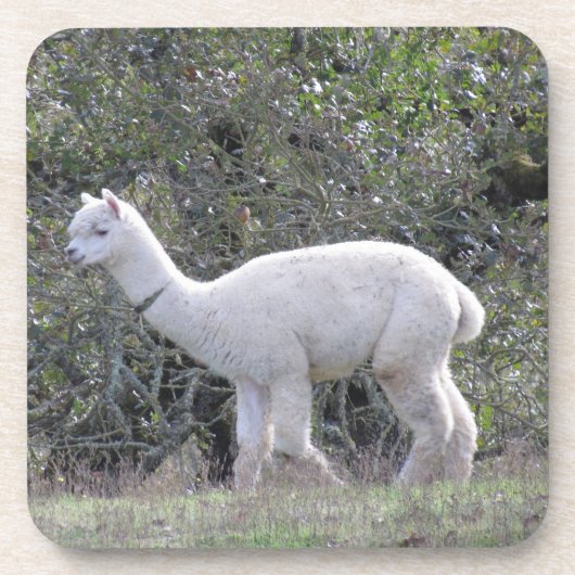 Untersetzer Set - Weißer Alpaca (Vorderseite)
