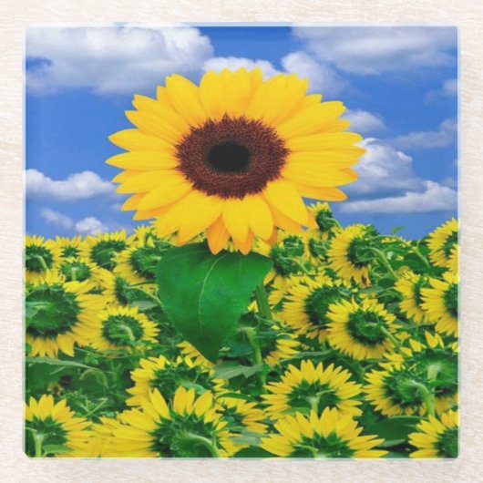 Untersetzer-Sonnenblumen Glasuntersetzer (Vorderseite)
