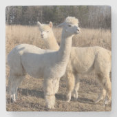 Untersetzer Stone - Alpacas Abby & Bailey (Vorderseite)