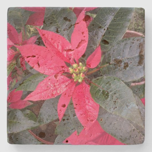 Untersetzer Stone - Pascua (Vorderseite)