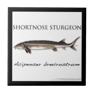 Untersetzer - STÖR FISCH KURZSCHNÄUZIG - acigifts@