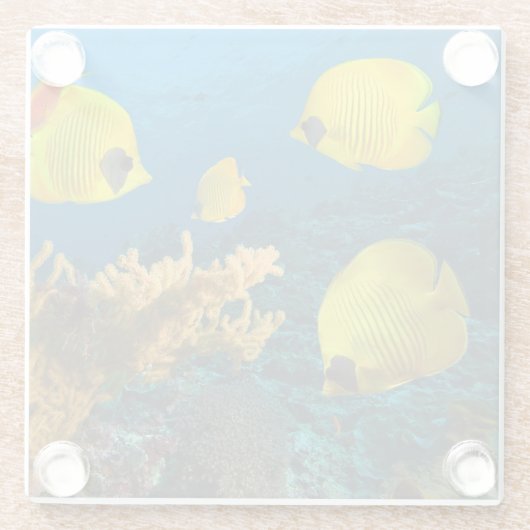 Untersetzer-Tropischer Fisch Glasuntersetzer (Rückseite)