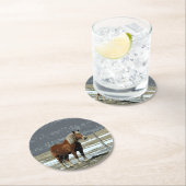 Untersetzer von Paddock-Pferdepferden in Belgien (Vor Ort)