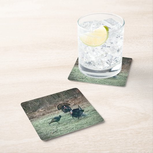 Untersetzer von Truthühnern (Vor Ort)