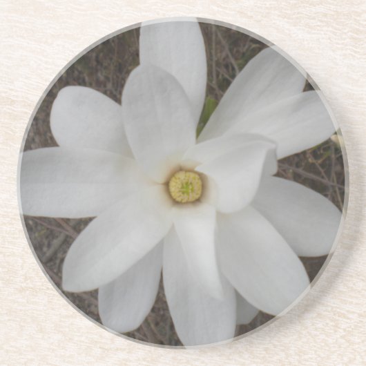 Untersetzer von White Magnolia Blossom (Vorne)