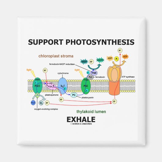Unterstützung der Fotosynthese-Exhale (Biochemie-S Magnet (Vorne)