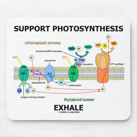 Unterstützung von Fotosynthese-Exhale (Biochemie-S Mousepad (Vorne)