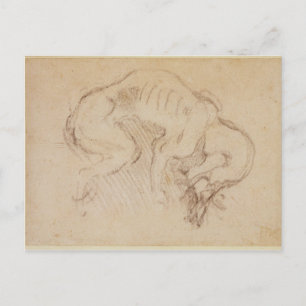 Untersuchung eines Hundes Postkarte