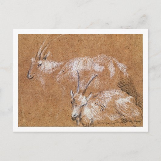 Untersuchung von Ziegen (zeichnend) Postkarte (Vorderseite)