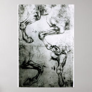 Untersuchungen an Pferden Poster