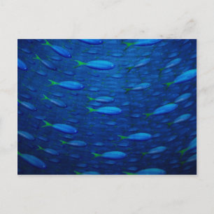 Unterwasser 4 postkarte