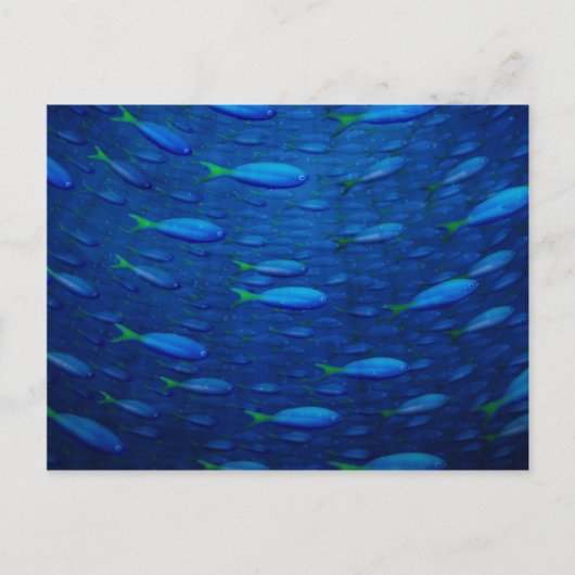 Unterwasser 4 postkarte (Vorderseite)