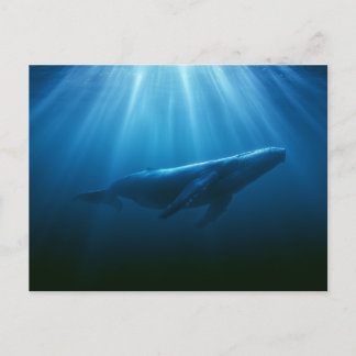 Unterwasser Buckelwal Postkarte