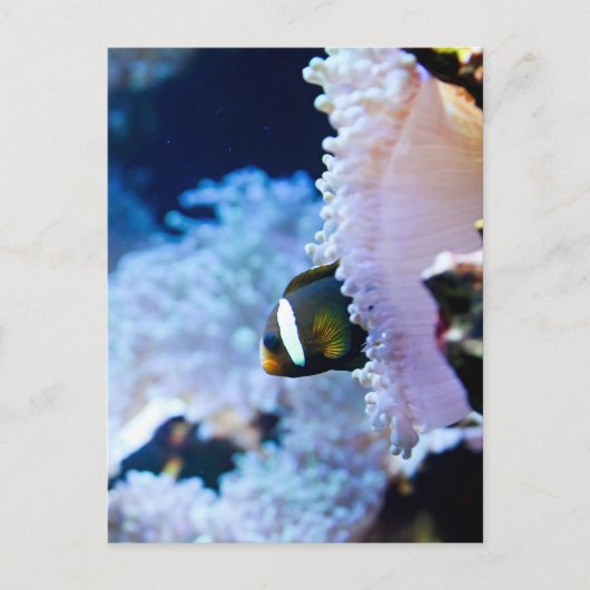 Unterwasser-Hintergrund Postkarte (Vorderseite)
