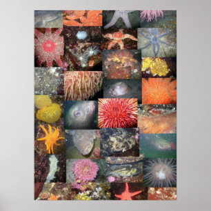 Unterwasser-Kreaturen-Collage - Kunstdruck Poster