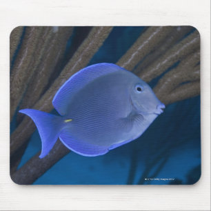 Unterwasser-Leben: Acanthurus coeruleus mit Meer Mousepad