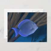 Unterwasser-Leben: Acanthurus coeruleus mit Meer Postkarte (Vorne/Hinten)