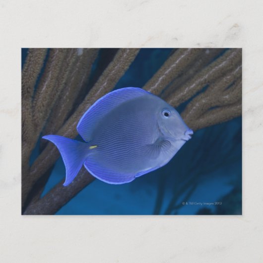 Unterwasser-Leben: Acanthurus coeruleus mit Meer Postkarte (Vorderseite)