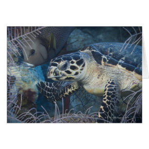 Unterwasser-Leben: Eine Hawksbill Sea Turtle