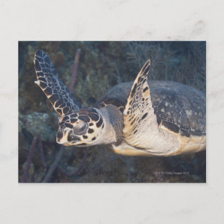 Unterwasser-Leben: Eine Hawksbill Sea Turtle 2 Postkarte
