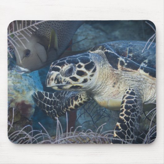 Unterwasser-Leben: Eine Hawksbill Sea Turtle Mousepad (Vorne)