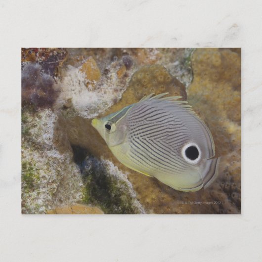 Unterwasser-Leben, FISH: Ein Foureye Butterflyfish Postkarte (Vorderseite)