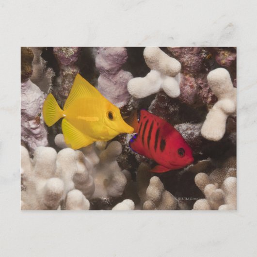Unterwasser-Leben; FISH: Ein gelber Knall (Zebraso Postkarte (Vorderseite)