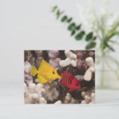 Unterwasser-Leben; FISH: Ein gelber Knall (Zebraso Postkarte (Stehend Vorderseite)